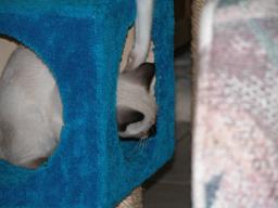 kittens - 071007 10